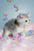 Barbi | scottish straight kitten