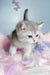 Barbi | scottish straight kitten