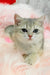 Barbi | scottish straight kitten