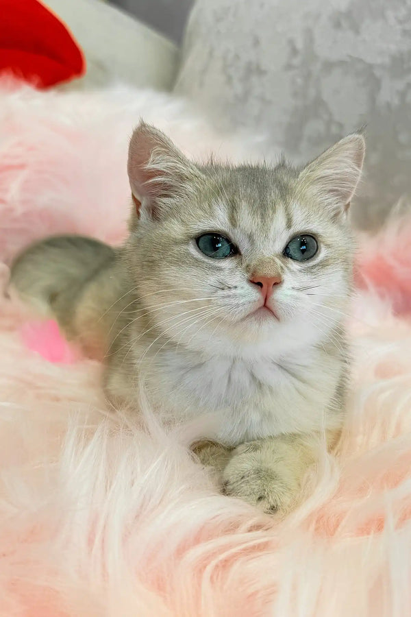 Barbi | scottish straight kitten