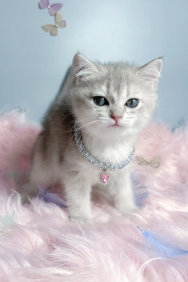Barbi | scottish straight kitten