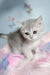 Barbi | scottish straight kitten