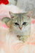 Barbi | scottish straight kitten