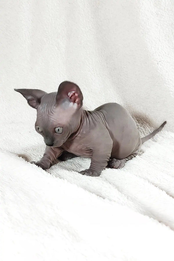 Barbie | bambino sphynx kitten