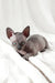 Barbie | bambino sphynx kitten
