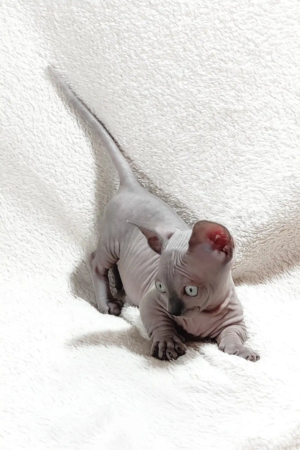 Barbie | bambino sphynx kitten