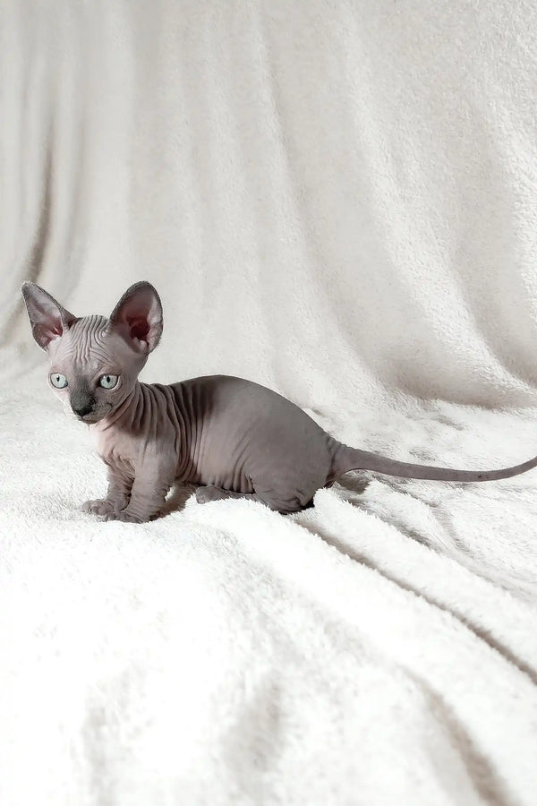 Barbie | bambino sphynx kitten