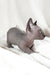 Barbie | bambino sphynx kitten