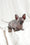 Barbie | Bambino Sphynx Kitten