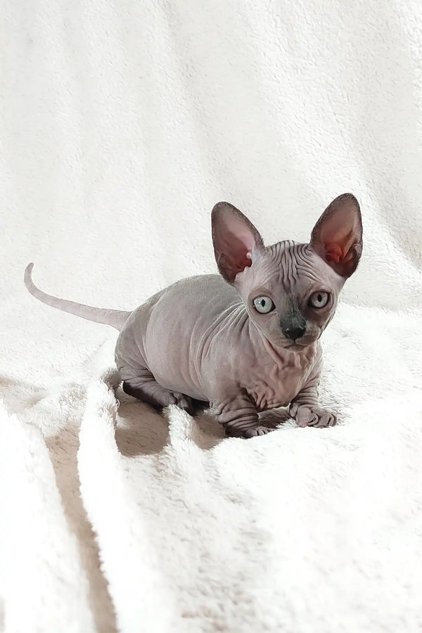Barbie | bambino sphynx kitten