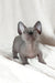 Barbie | bambino sphynx kitten