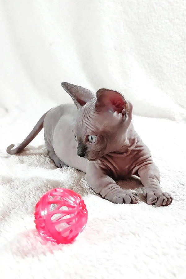 Barbie | bambino sphynx kitten