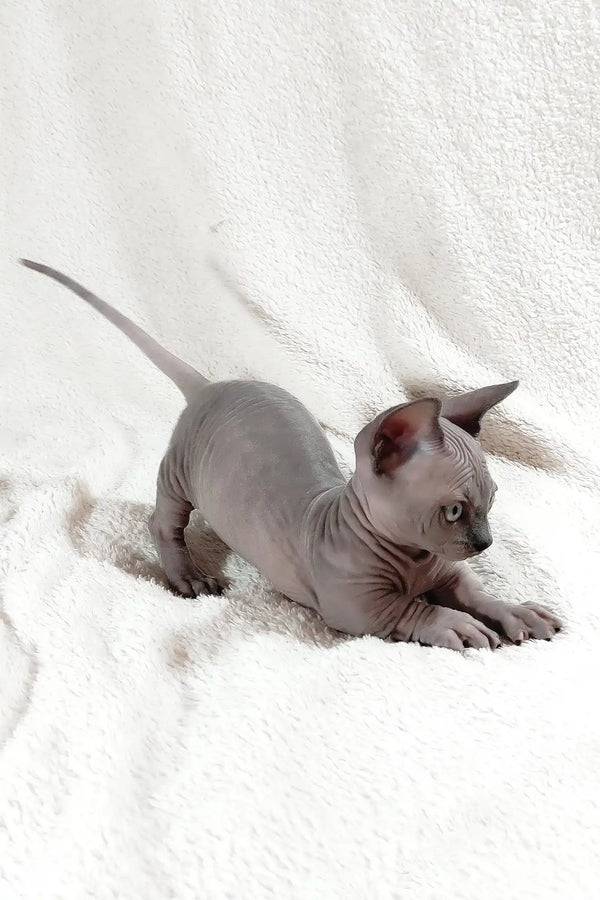 Barbie | bambino sphynx kitten