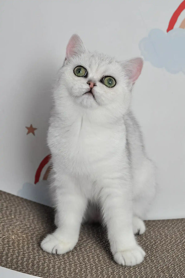 Barbie | british shorthair kitten