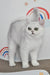 Barbie | british shorthair kitten