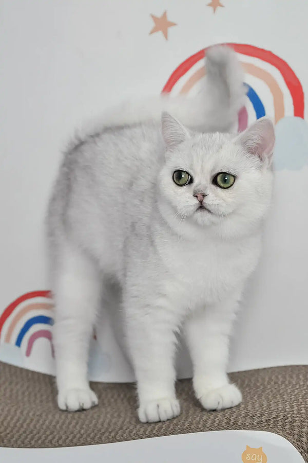 Barbie | british shorthair kitten