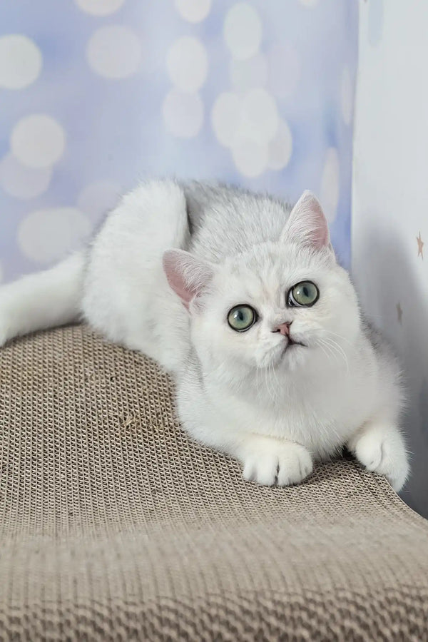 Barbie | british shorthair kitten