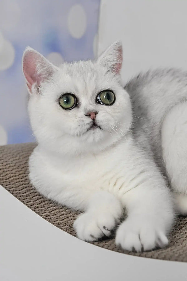 Barbie | british shorthair kitten