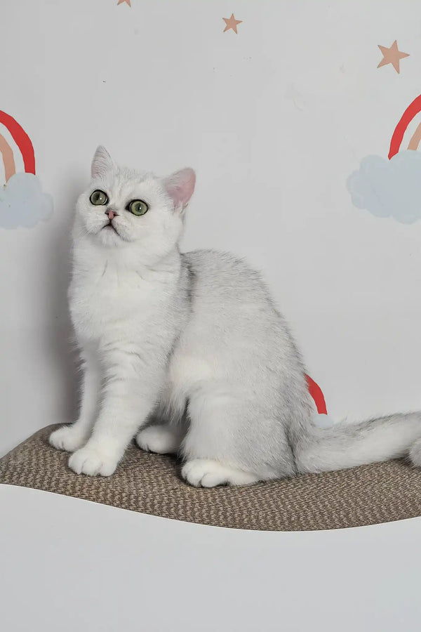 Barbie | british shorthair kitten