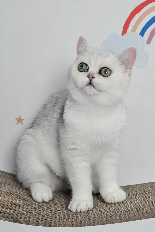 Barbie | british shorthair kitten