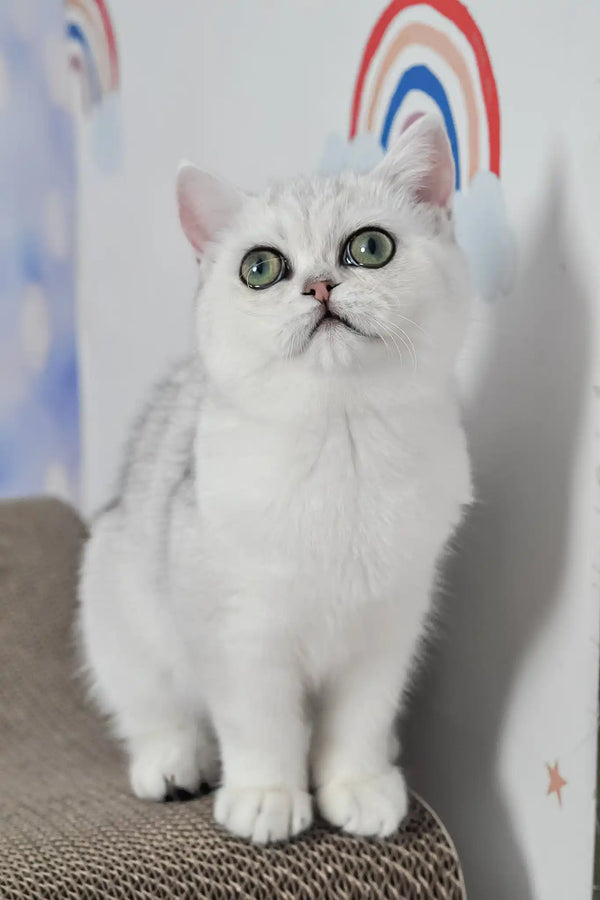 Barbie | british shorthair kitten
