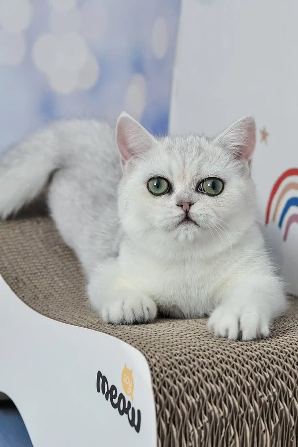 Barbie | british shorthair kitten