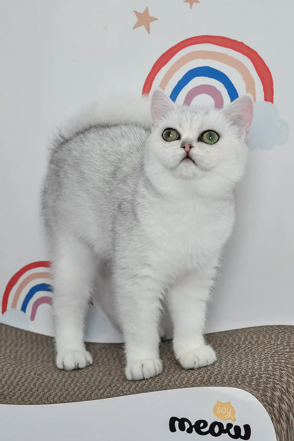 Barbie | british shorthair kitten