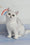 Barbie | British Shorthair Kitten