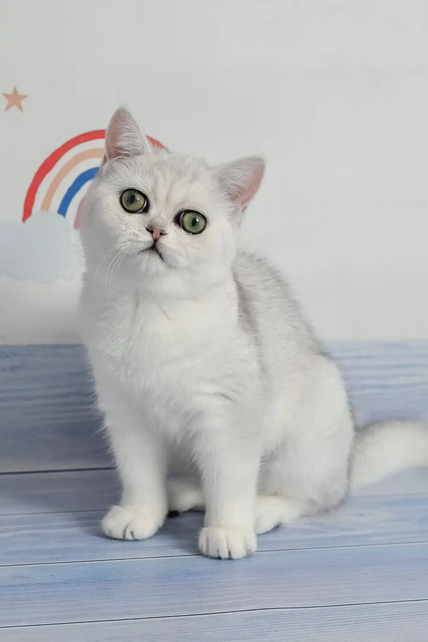 Barbie | british shorthair kitten