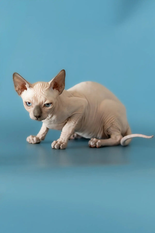 Hairless Sphynx kitten lounging on a smooth surface in the Barbie Canadian Sphynx set