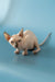 Hairless Sphynx kitten lounging on blue, perfect for Canadian Sphynx lovers