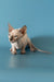 Cute Hairless Sphynx cat with wrinkles, featured in the Barbie Canadian Sphynx Kitten