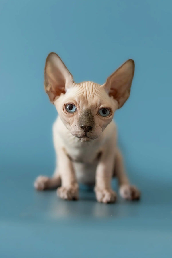 Adorable Hairless Sphynx kitten with big ears and blue eyes in Barbie Canadian Sphynx