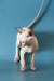 White hairless Canadian Sphynx kitten with large ears standing on a smooth surface