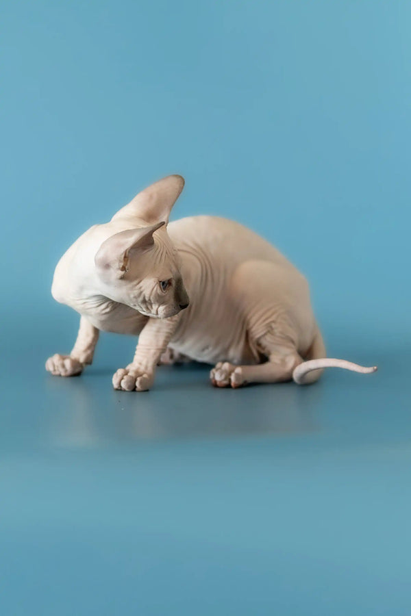Cute Hairless Canadian Sphynx Kitten scratching its ear with a hind leg