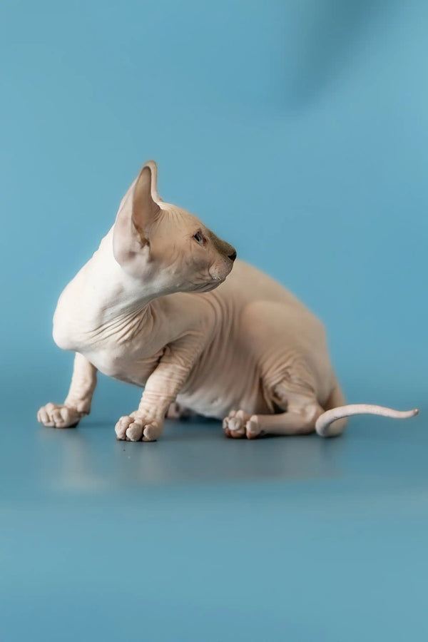 Hairless Canadian Sphynx kitten sitting pretty with its head tilted to the side
