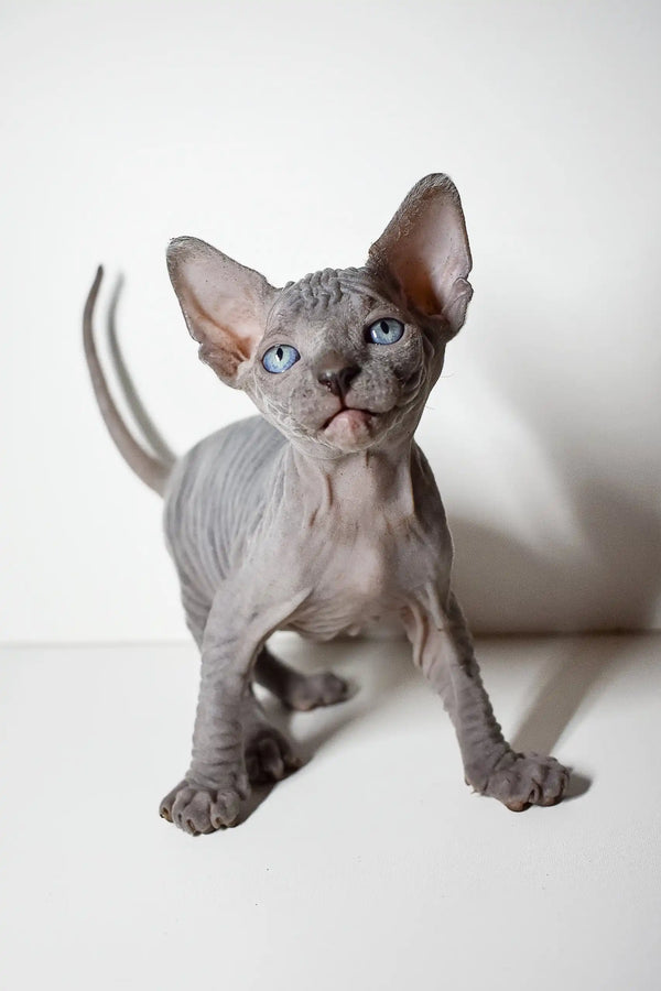 Cute Hairless Sphynx kitten with blue eyes and wrinkled gray skin for Barbie | Elf Sphynx Kitten