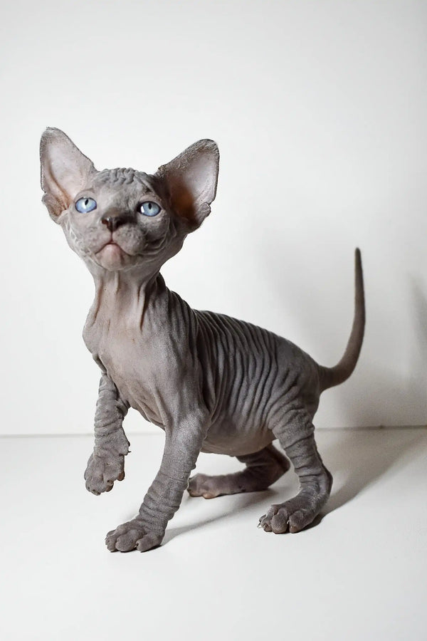 Hairless Sphynx kitten with gray skin and blue eyes in Barbie | Elf Sphynx Kitten