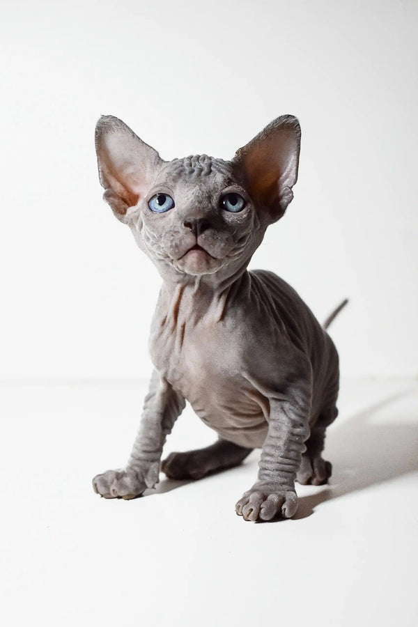 Adorable Hairless Sphynx kitten with gray skin and big ears in Barbie Elf Sphynx Kitten