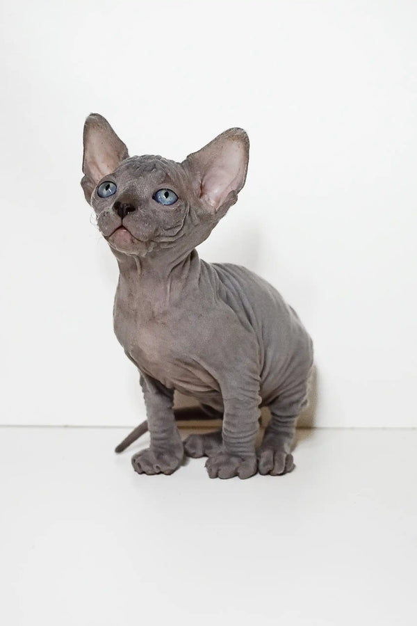 Hairless Sphynx kitten with grey skin and blue eyes in Barbie Elf Sphynx Kitten set