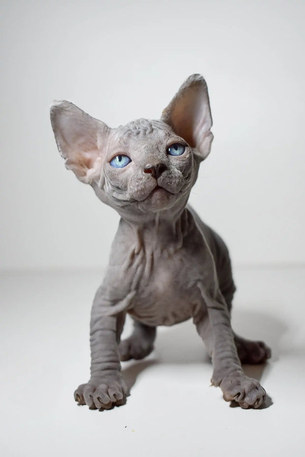 Cute Hairless Sphynx Kitten with blue eyes in curious pose for Barbie Elf product