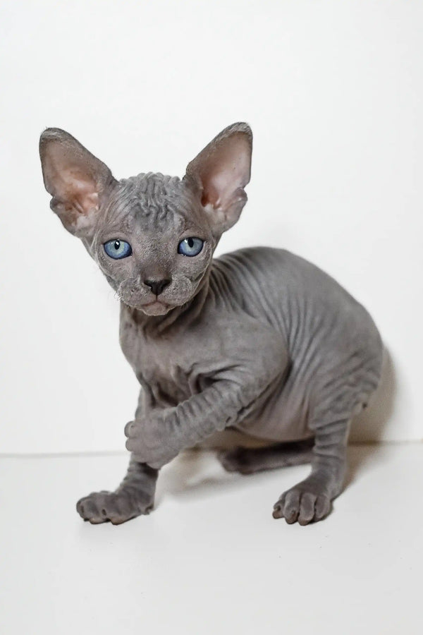 Adorable Hairless Sphynx kitten with blue eyes and wrinkled gray skin for Barbie Elf