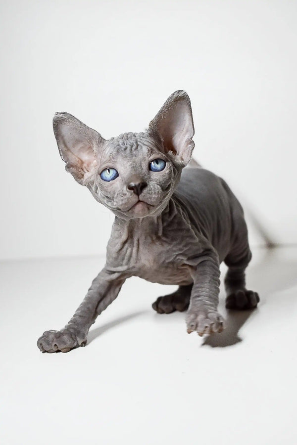 Cute Hairless Sphynx kitten with blue eyes and wrinkled gray skin in Barbie Elf design