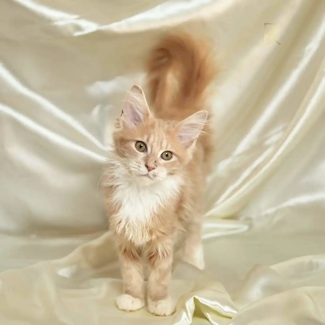 Maine Coon Kittens for Sale Barbie | Kitten