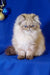 Fluffy cream-colored Persian kitten with blue eyes from Barbie collection