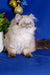 Fluffy Himalayan cat with blue eyes and cream fur in Barbie Persian Kitten product