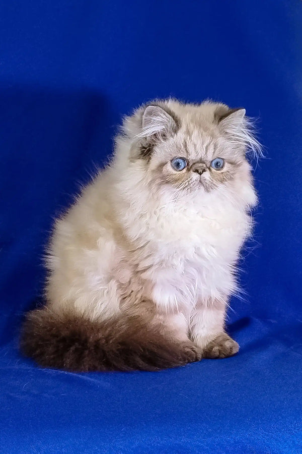 Fluffy Himalayan cat with dark points and bright blue eyes for Barbie Persian Kitten