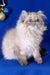 Fluffy Himalayan cat with blue eyes and cream fur in Barbie Persian Kitten product