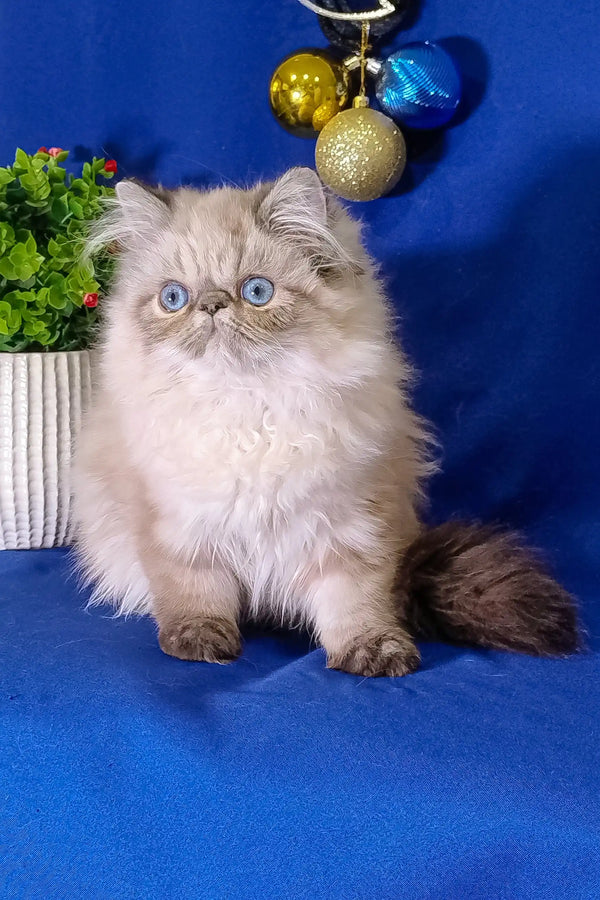 Fluffy Himalayan cat with blue eyes and chocolate points in Barbie Persian Kitten