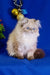 Fluffy Himalayan cat with blue eyes in Barbie Persian Kitten product